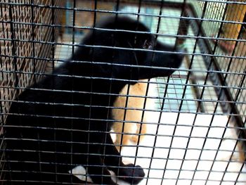 Close-up of cat in cage