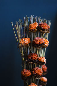 Dry flowers and plants macro and still life, colorful nature background. dry things in the beautiful