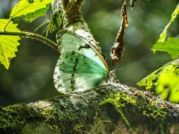 Close-up of butterfly perching on branch