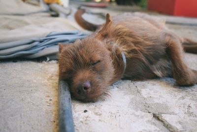 Close-up portrait of puppy lying on floor