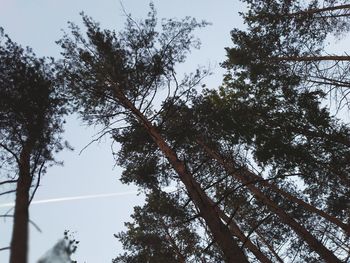 Low angle view of trees against sky