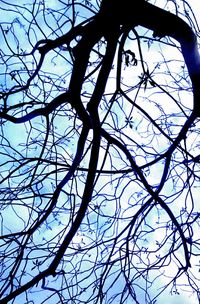 Low angle view of bare tree against sky