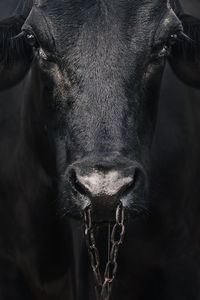 Close-up portrait of a bull