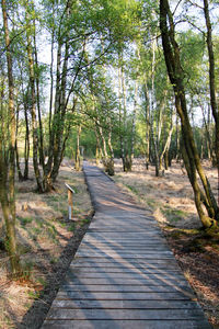 Footpath amidst trees in forest