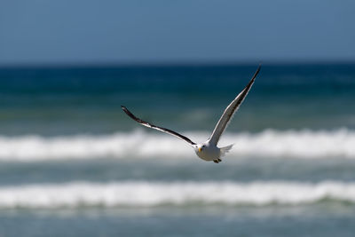 Seagull flying over sea against sky