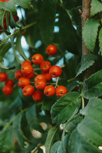 Close-up of red berries growing on tree