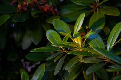 High angle view of leaves