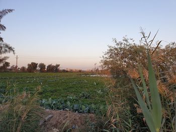 Plants growing on field against sky during sunset