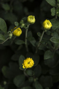 Close-up of yellow flowering plant