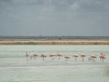 Flock of birds in the lake