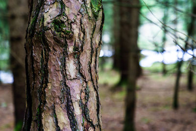 Close-up of tree trunk