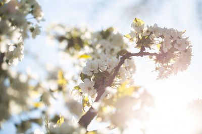 Close-up of cherry blossoms in spring