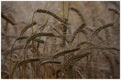 Close-up of wheat growing on field
