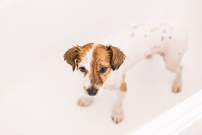 Portrait of a dog over white background