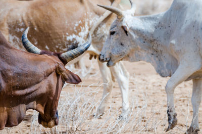 Cattle herd in sahara desert of mauritania