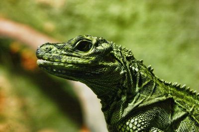 Side view of green lizard