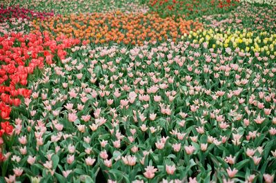 Full frame shot of tulips in field