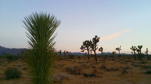 Palm trees on field against sky