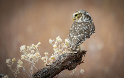 Low angle view of bird perching on branch