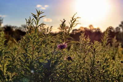 Close-up of flowering plants on field against sky