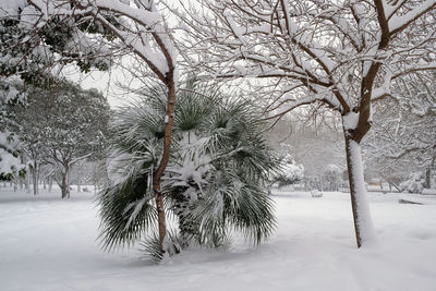 Trees on snow covered tree during winter