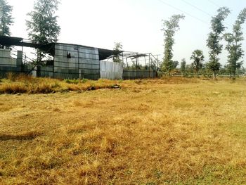 Plants growing on grassy field