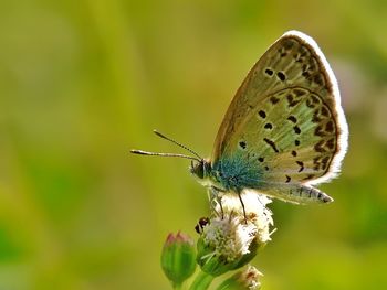 Close-up of butterfly perching on leaf