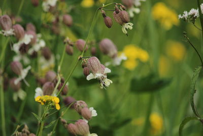 Close-up of flowering plant