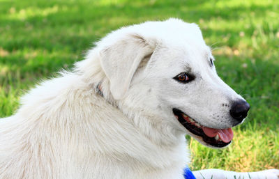 Close-up of a dog looking away