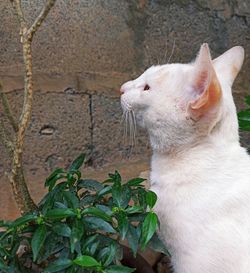 Close-up of a cat against wall