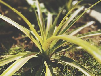 Close-up of plant growing on field