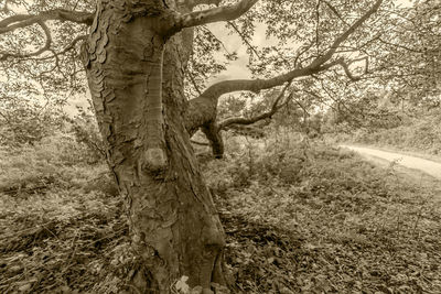 View of tree trunk in forest