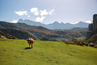 High angle view of cow on grassy field against sky