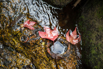 High angle view of leaf in water