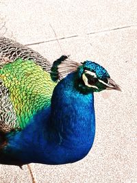 Close-up of peacock