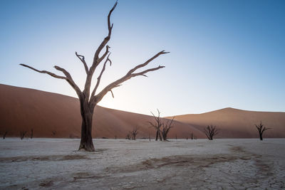 Bare trees on desert against sky