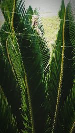 Close-up of fresh green plant