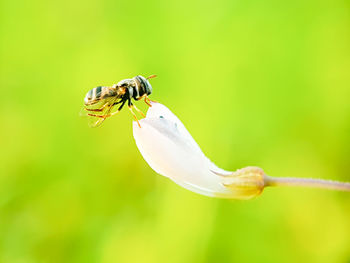 Close-up of hoverfly on flower