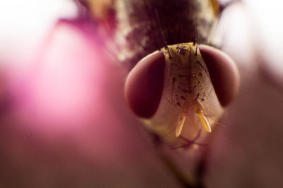 Close-up of insect on leaf