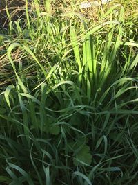 High angle view of bamboo plants on field