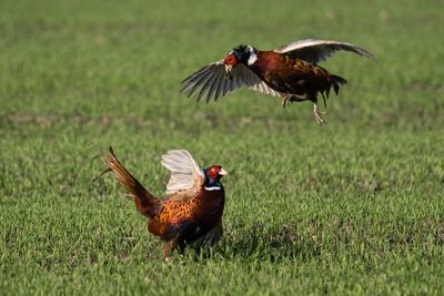 Close-up of pheasants flying on grassy field