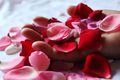 Close-up of pink roses