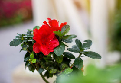 Close-up of red rose on plant