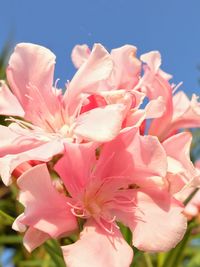 Close-up of pink flowers