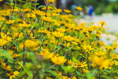 Close-up of yellow flowering plants on field