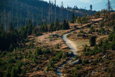 Panoramic view of road passing through forest