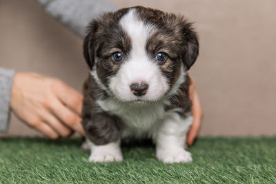 Welsh corgi cardigan cute fluffy dog puppy. close-up portrait of puppy, funny animal