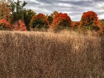 Trees on field against sky