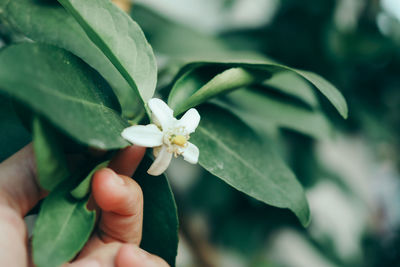 Cropped hand holding plant