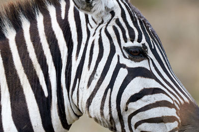 Close-up of zebra